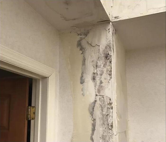 wallpaper free section of wall with visible mold growth